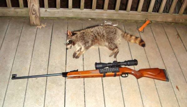 Can A Bb Gun Kill A Possum?